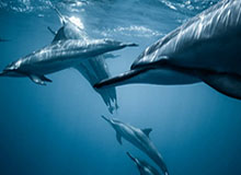 詹姆斯·卡梅隆最爱的科幻动画《机动警察》将推出续作系列